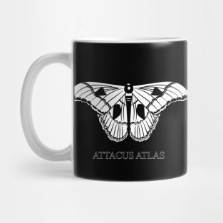 Moth Attacus Atlas Mug